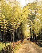 CHINA, Hangzhou, Meijai Wu bamboo forest