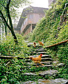 CHINA, hens walking on steps with building in the background, Dragon Backbone Rice Terraces