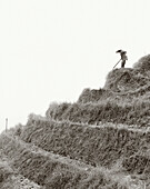 CHINA, farmer working in Dragon Backbone Rice Terraces (B&W)