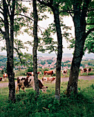 FRANCE, Pontarlier, cows in pasture on a hillside about the town of Pontarlier, Jura Wine Region
