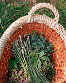 FRANCE, Arbois, fresh herbs picked in the Arbois countryside with chef Jean Paul Jeunet, Jura Wine Region