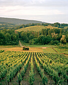 FRANCE, Arbois, vineyard landscape in the surrounding Arbois countryside, Jura Wine Region
