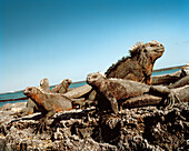 ECUADOR, Galapagos Islands, marine iguanas, Fernandina Island