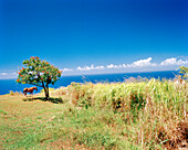 USA, Hawaii, horse and tree with the Pacific Ocean in the background, Waipi'o Valley