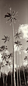 USA, Hawaii, scenic view of palm trees, Oahu (B&W)