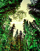 USA, Idaho, trees in forest against night sky, Priest Lake