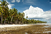 INDONESIA, Mentawai Islands, palm trees with island against cloudy sky