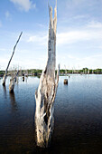 INDONESIA, Mentawai Islands, Kandui Resort; a dead forest of trees amidst the mangroves