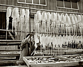 JAPAN, Kyushu, mature woman hanging squid to dry at a fish market, Yobuko (B&W)