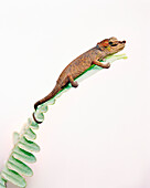 MADAGASCAR, Brookesia Chameleon on fern, Perinet