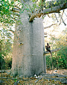 MADAGASCAR, shirtless man sitting In 1900 year old baobab tree, Marombo Bay