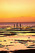 MAURITIUS, a family searches for food in the flats at low tide, Bel Ombre, Indian Ocean at sunset