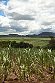 MAURITIUS, a rural landscape showing miles of sugarcane fields