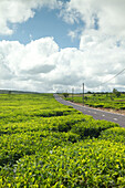 MAURITIUS, a road cuts through the tea fields of Bois Cherie