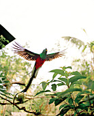 MEXICO, Tapachula, Quetzal in flight, Finca Irlanda
