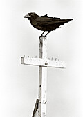 MEXICO, Baja, Raven standing on cross of church (B&W)