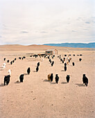 MONGOLIA, a small farm with many goats in the middle of the Khuvsgul National Park