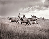 USA, Montana, horses running by cowboys at dusk, Gallatin National Forest, Emigrant (B&W)