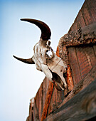 USA, Montana, bull skull above a barn door, Mountain Sky Guest Ranch