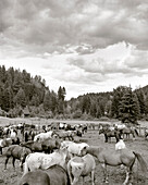 USA, Montana, horses in a corral, Mountain Sky Guest Ranch (B&W)