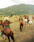 USA, Montana, wrangler letting horses out to pasture, Gallatin National Forest, Emigrant