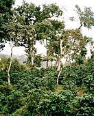 NICARAGUA, Selva Negra, coffee growing on trees in the mountain region of Selva Negra