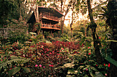 PANAMA, David, Guadalupe, Los Quetzales Lodge, Swiss style chalet in the cloud forest, Volcan Baru National Park and Cloud Forest of Friendship International Park, Central America