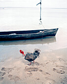 PANAMA, Bocas del Toro, Salt Creek Islands, a chicken runs on the beach in front of a dugout canoe in a Guaymi Indian village, Central America