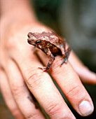 PANAMA, Cana, a frog sits on a man’s hand in the Darien Jungle, Cana Field Station, Central America