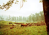 REPUBLIC OF GEORGIA, shepards moving herd of cows in the countryside