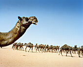 SAUDI ARABIA,The Empty Quarter, Najran, group of camels walking in the desert