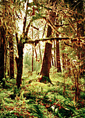 USA, Washington State, Sitka Spruce and Western Hemlock trees, Olympic National Park