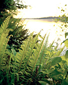 USA, Washington State, green ferns in the forest at dusk, Puget Sound, Totten Inlet, Olympic Peninsula