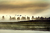 USA, Wyoming, flock of Geese flying over a field and the Yellowstone River at dawn, Yellowstone National Park