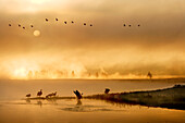 USA, Wyoming, geese in water and flying at sunrise, Yellowstone River, Yellowstone National Park
