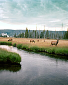 USA, Wyoming, elk grazing in field by Firehole River, Yellowstone National Park