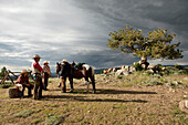 USA, Wyoming, Encampment, wrangelrs on a mountain top wait for trail riders near a dramatic tree, Abara Ranch