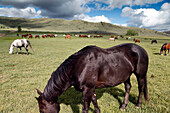USA, Wyoming, Encampment, horses graze in a pasture under white puffy clouds, AbarA Ranch