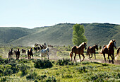 USA, Wyoming, Encampment, wranglers jingle horses in horses in the early morning, AbarA Ranch