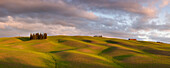 Tuscan hills of the Val d'Orcia with cypress grove and the first green of spring in the evening light, San Quirico d'Orcia, Tuscany, Italy