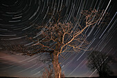 Star trails on a clear night with a mighty oak in foreground, Erzgebirge, Saxony, Germany