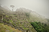 Inca ruins covered in mist, Machu Picchu, Cusco, Cuzco, Peru, Andes, South America