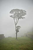 Tree surrounded by mist, Machu Picchu, Cusco, Cuzco, Peru, Andes, South America