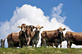 Young cows over Sachrang, Kaiserwinkl, Tyrol, Austria