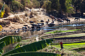 Zebu-Rinder trinken am Fluss bei Ampefy, Madagaskar, Afrika