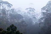 Bäume im Morgen-Nebel, Andasibe Mantadia Nationalpark, Madagaskar, Afrika