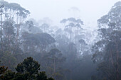 Trees in the morning mist, Andasibe Mantadia National Park, Madagascar, Africa