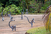 Kattas mit Baby, Lemur catta, Nahampoana Reservat, Süd-Madagaskar, Afrika