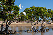 Little Egrets, small herons in the mangroves of Morondava, Egretta garzetta dimorpha, Madagascar, Africa