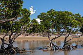 Seidenreiher in den Mangroven von Morondava, Egretta garzetta dimorpha, Madagaskar, Afrika